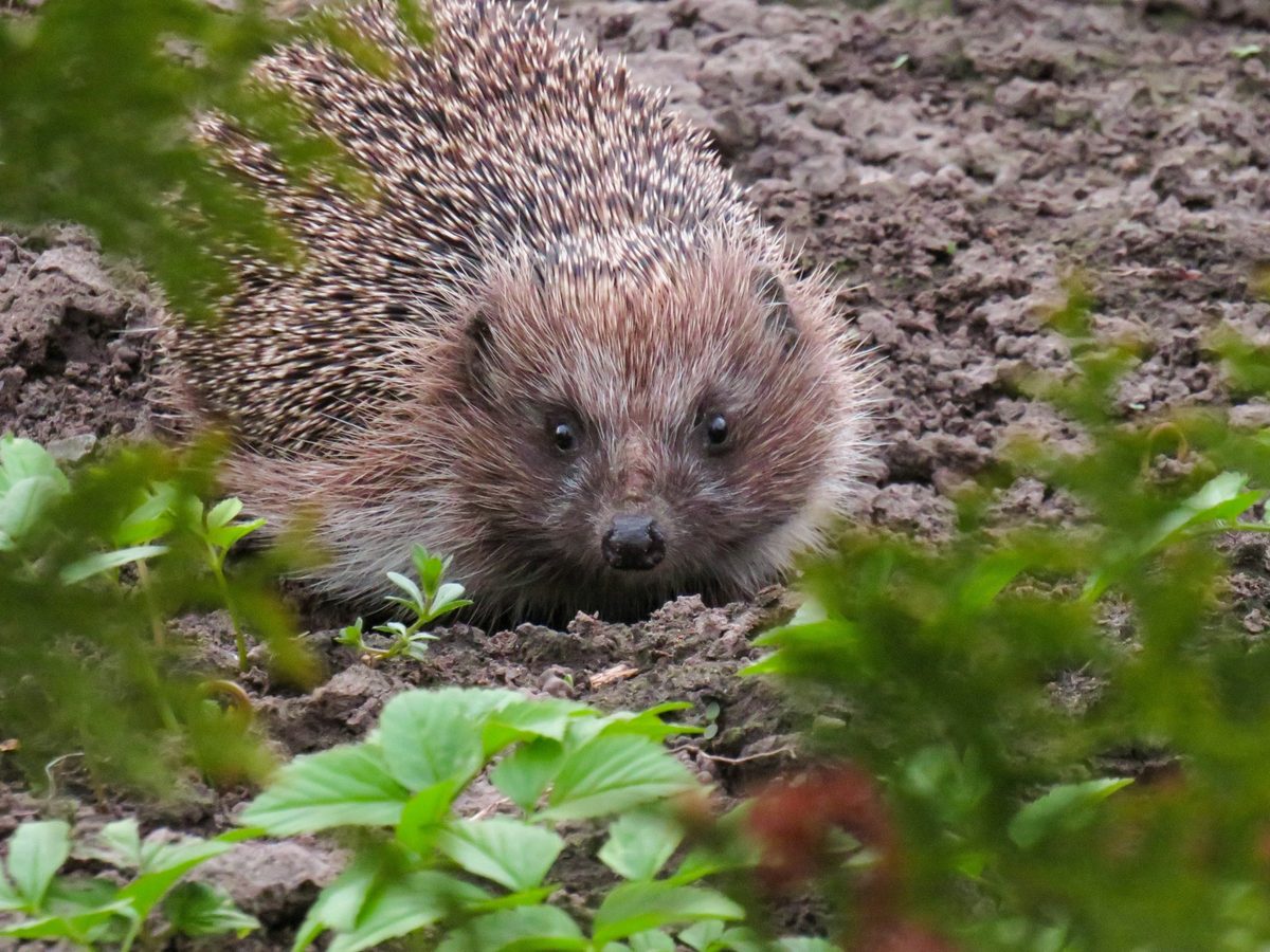 Le hérisson de la communauté PLU-TEX Hérisson curieux dans un jardin, mascotte de la communauté PLU-TEX