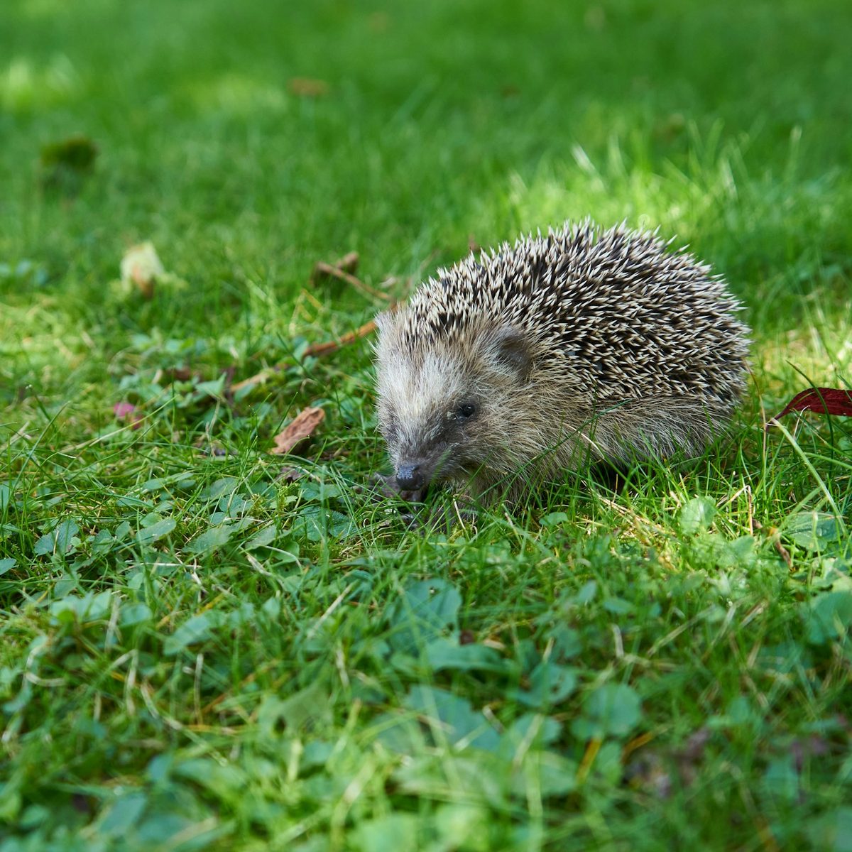 Le hérisson PLU-TEX Hérisson dans l'herbe, mascotte de la communauté PLU-TEX