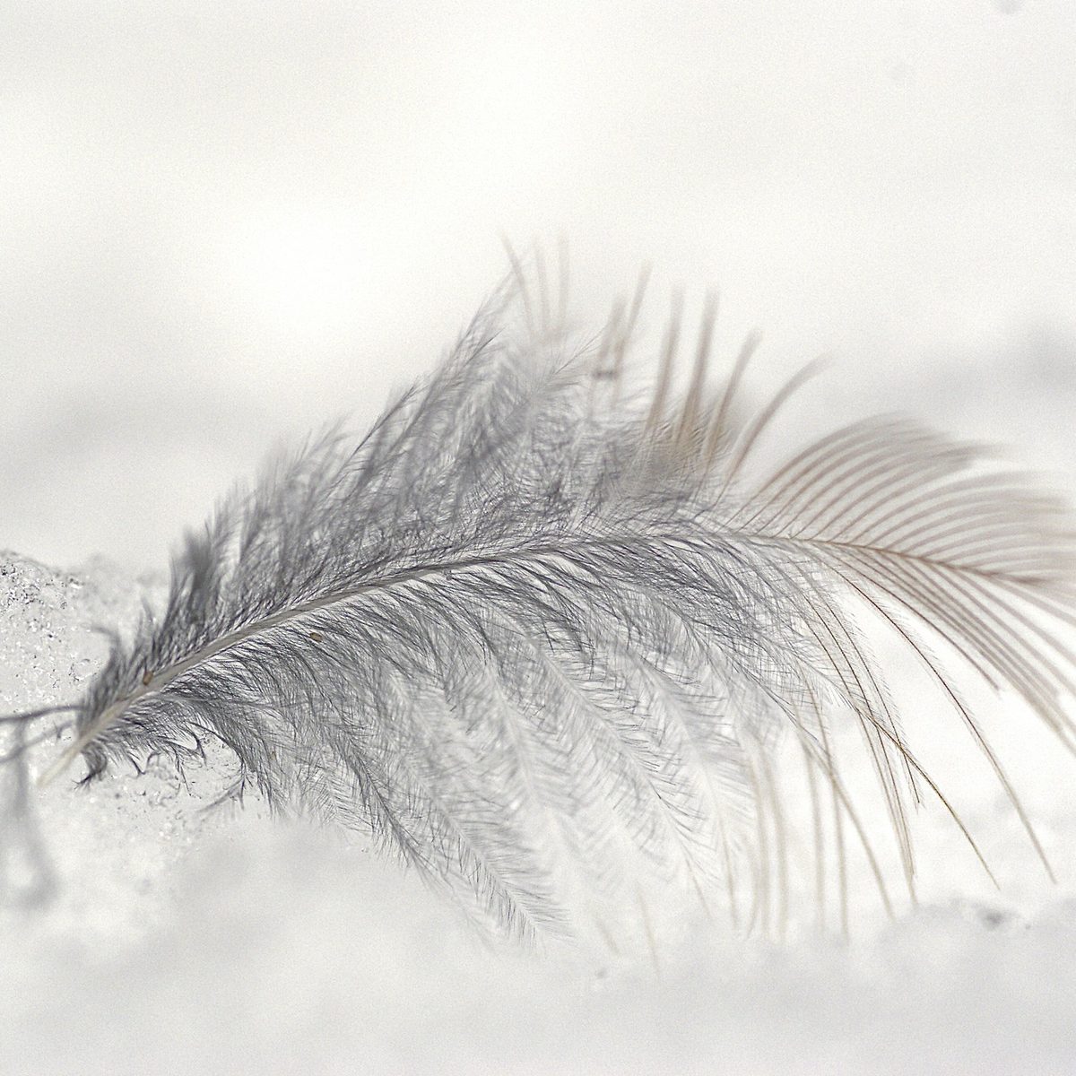 Garnissage plume Plume blanche, garnissage naturel de nos oreillers