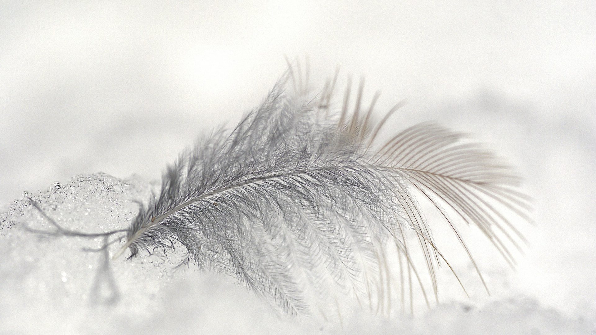 Plume et duvet sélectionnés Plume blanche posée sur du duvet, matière première de nos couettes